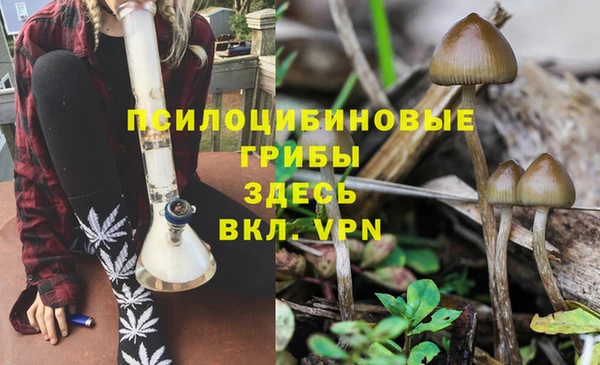 СК Зерноград